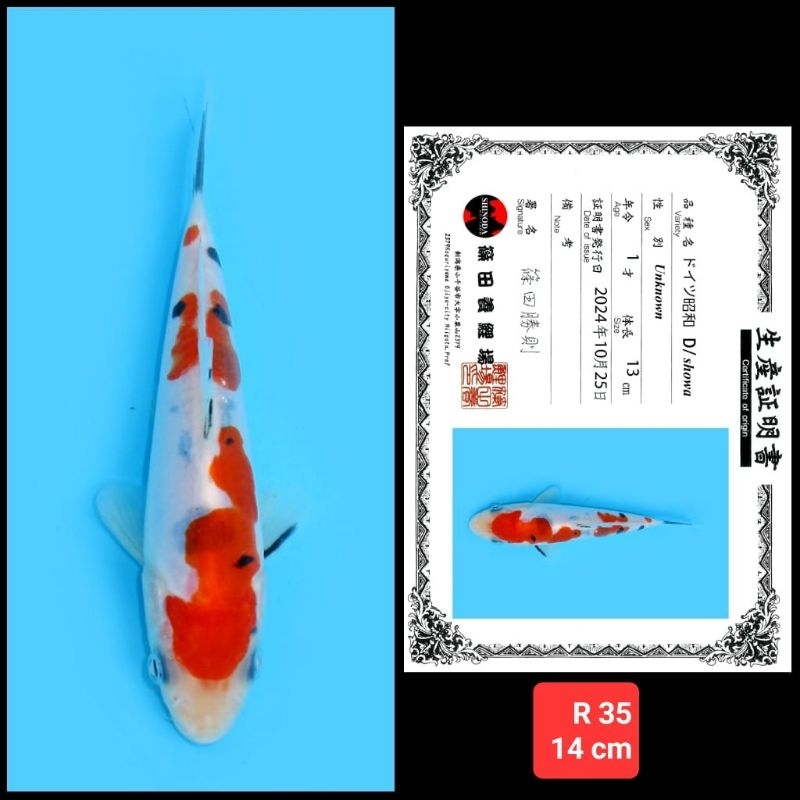 ikan koi import doitsu kohaku sanke showa kode 04 dari  06