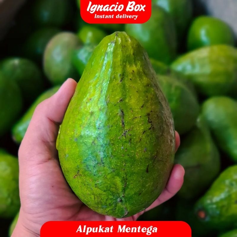 

Alpukat Mentega [ Grade Super ] [ 1kg isi 1 ] Super Jumbo IgnacioBox