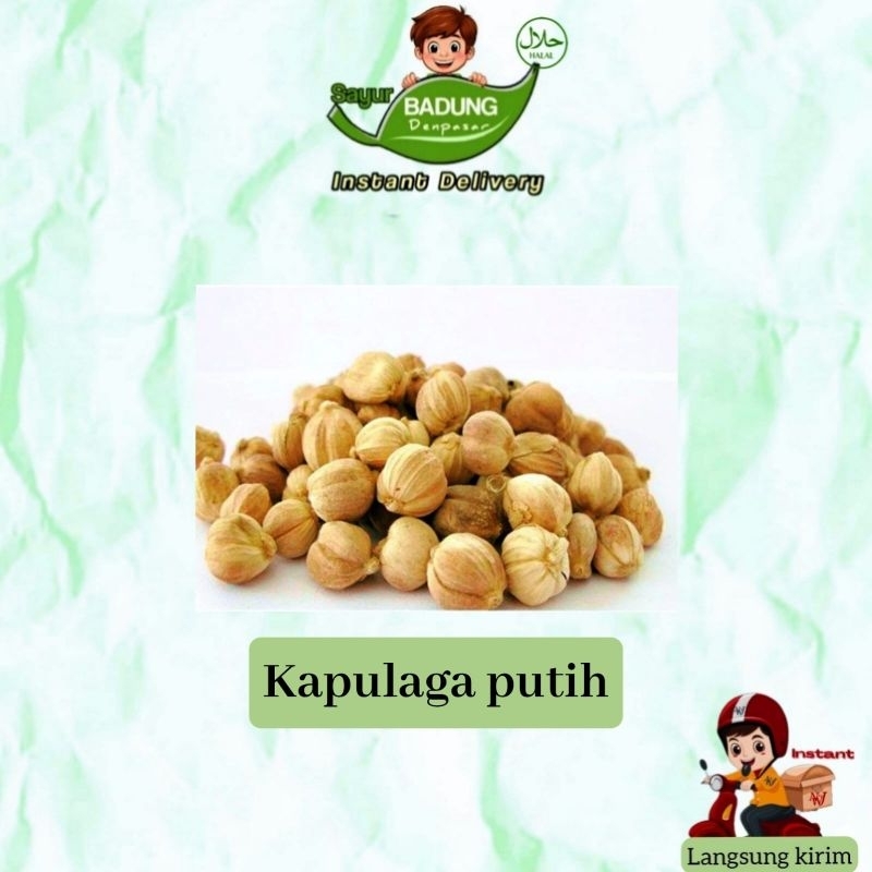 

Kapulaga putih _ Badung