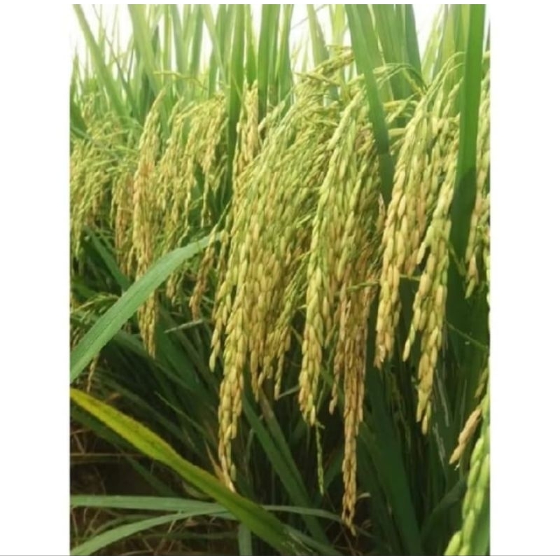 BENIH PADI MR 219 KEMASAN 1KG