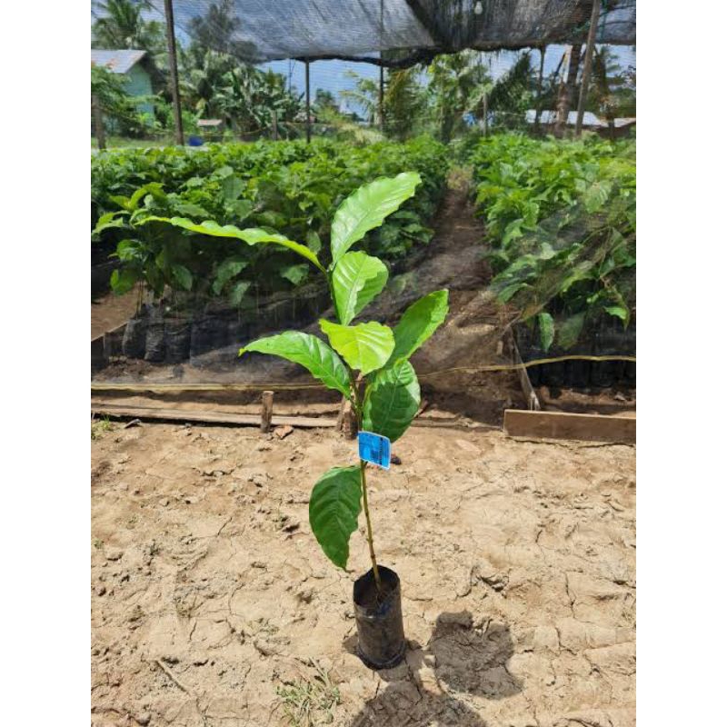 bibit kopi robusta super