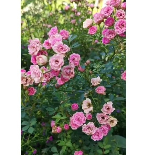 bunga baby rose / mawar mini / mawar jepang