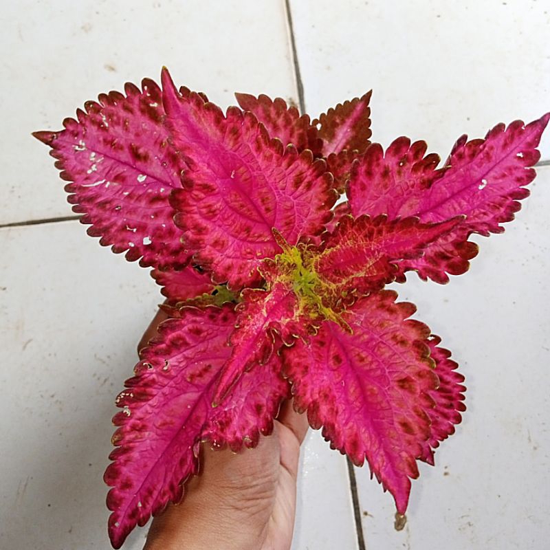 080//pink cardinal//miana premium//