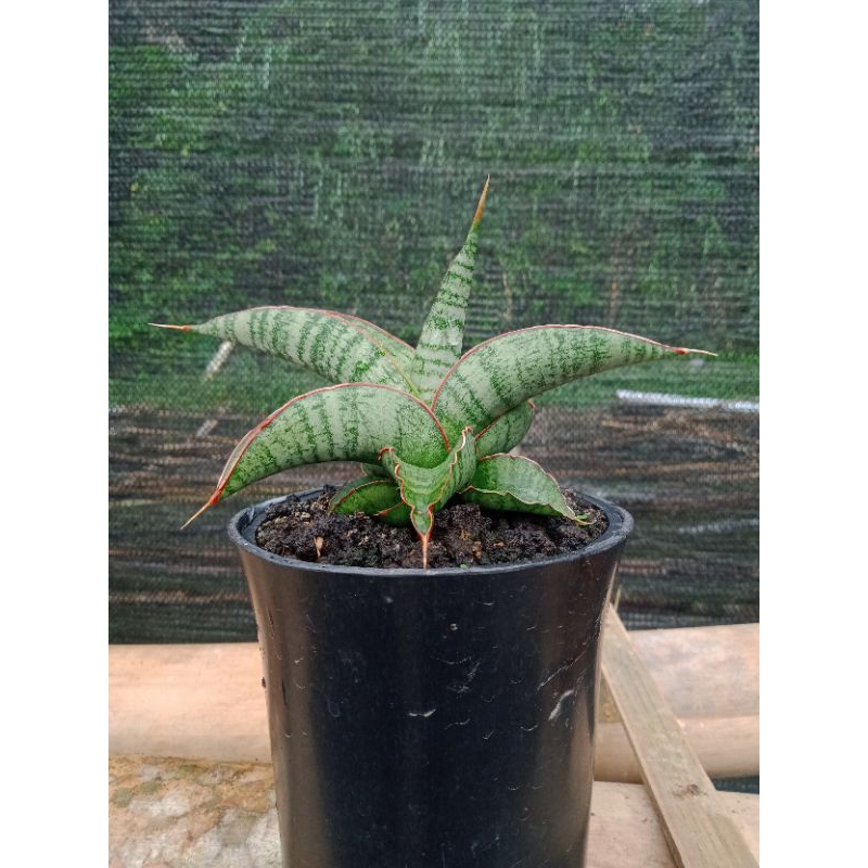 sansivera hybrid eliensis x hybrid