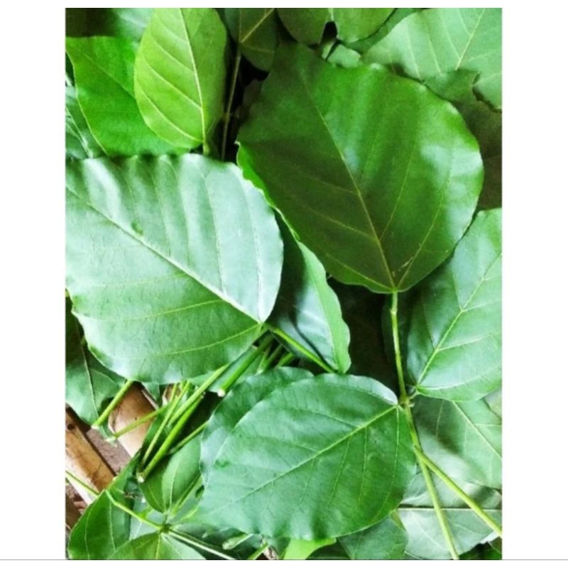 

Ready Daun serep Daun Dadap fresh