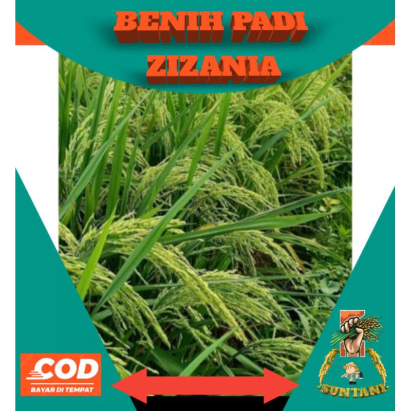 

Benih Padi Super Unggul ZIZANIA.,(5KG)