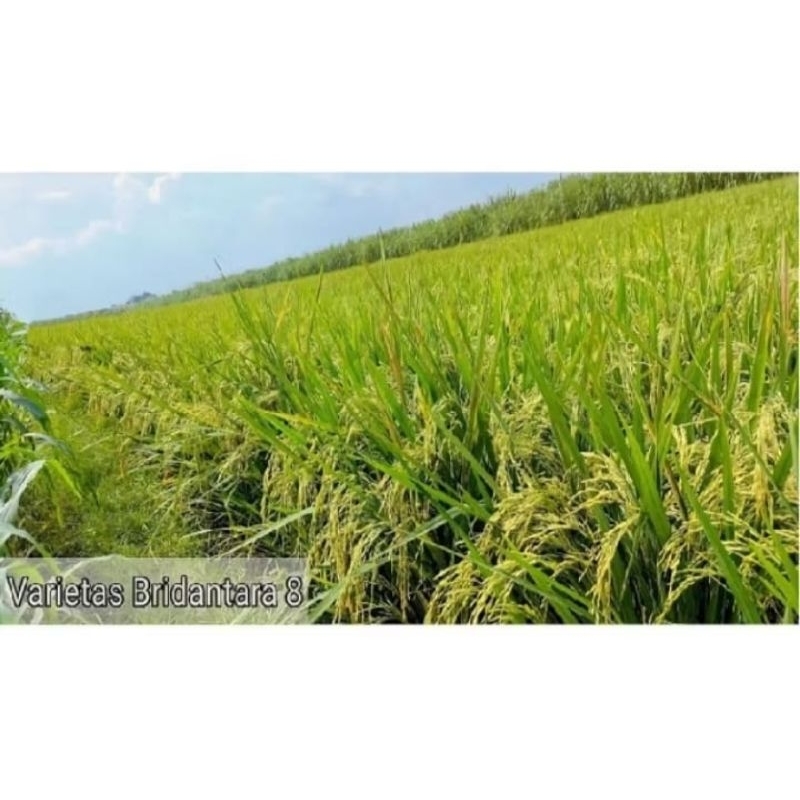 BENIH PADI BRIDANTARA KEMASAN 1KG