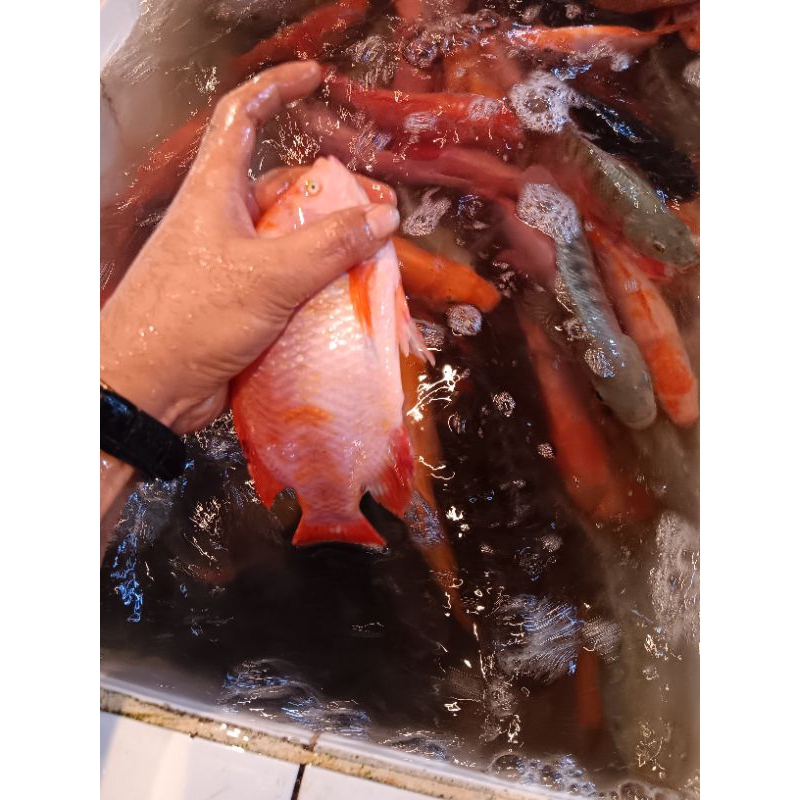 

ikan nila segar 1.kg