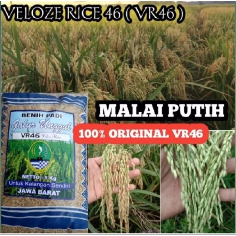 BENIH PADI UNGGUL VR 46 GENJAH