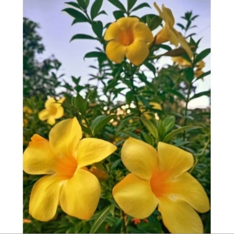 Tanaman Hias Bunga Alamanda Kuning/Bibit bunga Alamanda