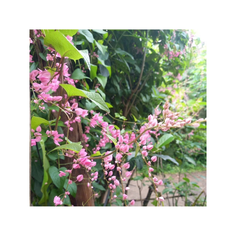 bibit bunga air mata pengantin /amp