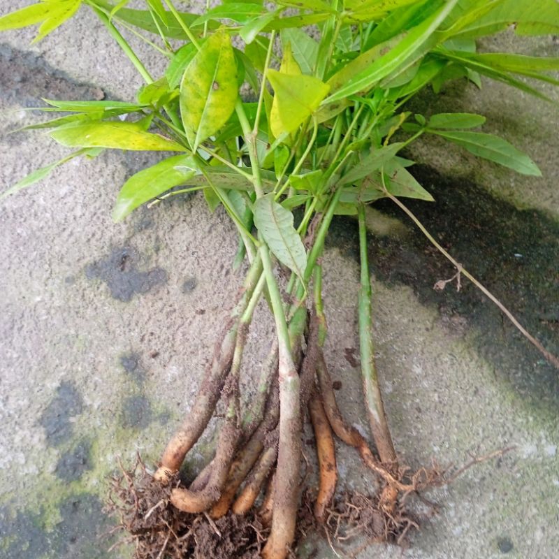 pachira/ money three