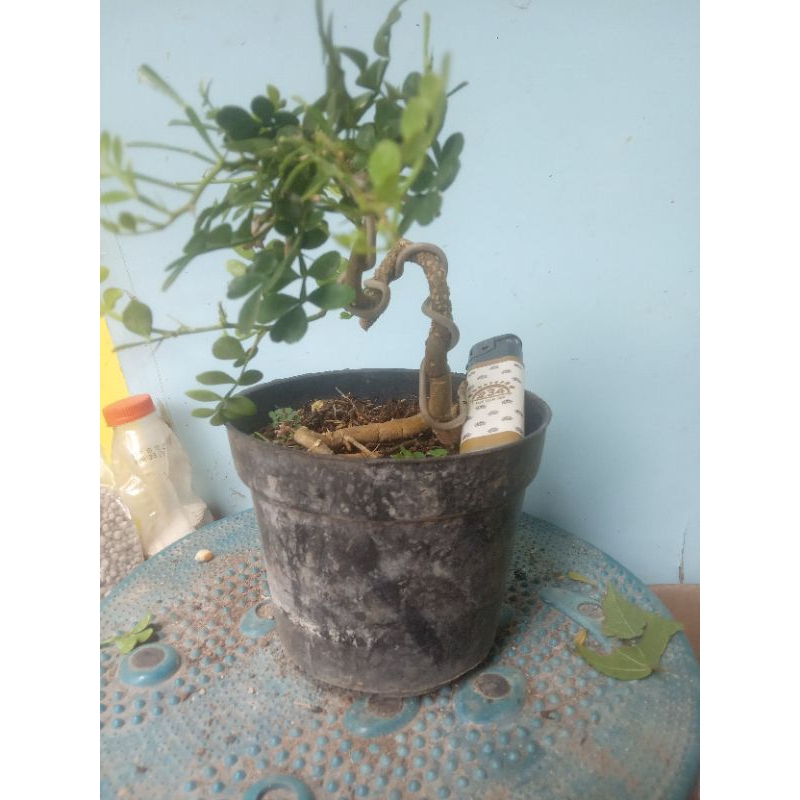 Bonsai Kawista Mame 01