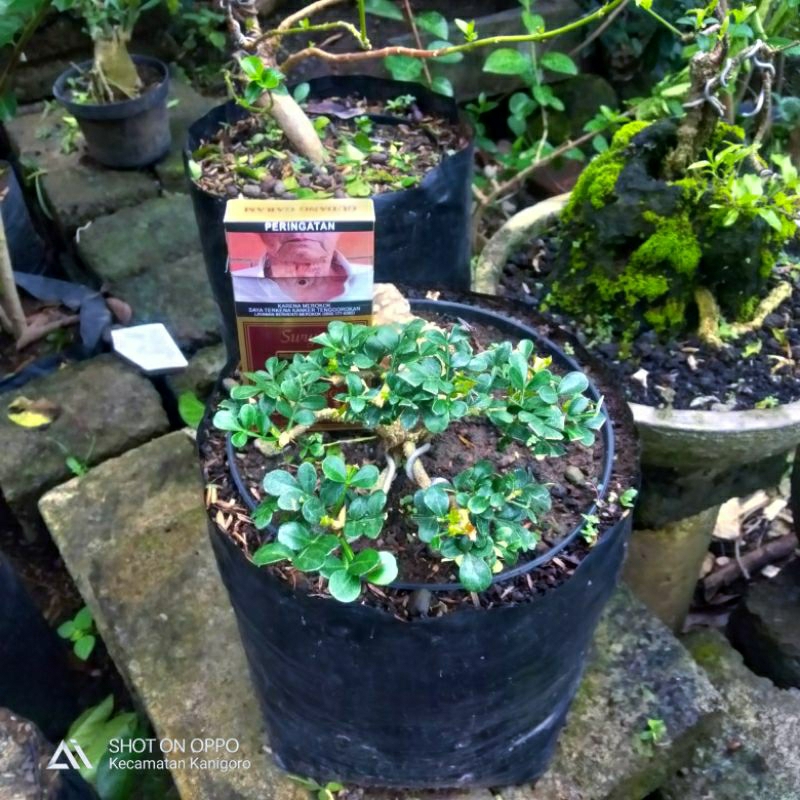 pohon bonsai kawista batu