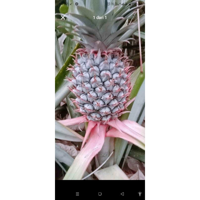 

Nanas muda masih hijau