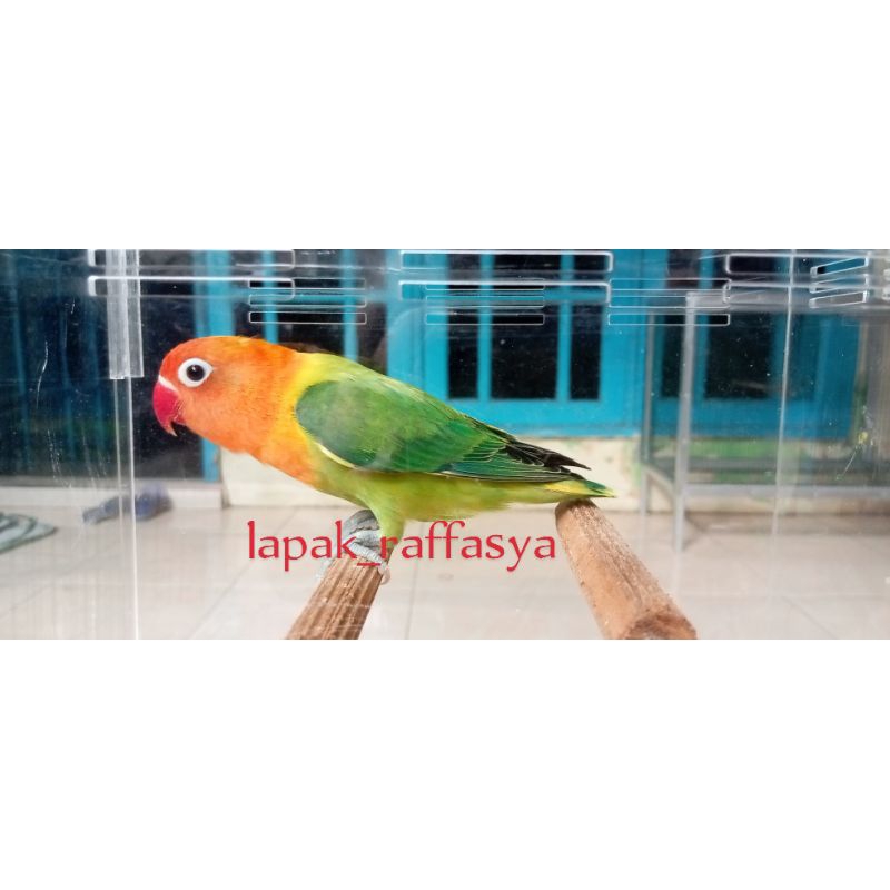 burung lovebird biola green cemong paud