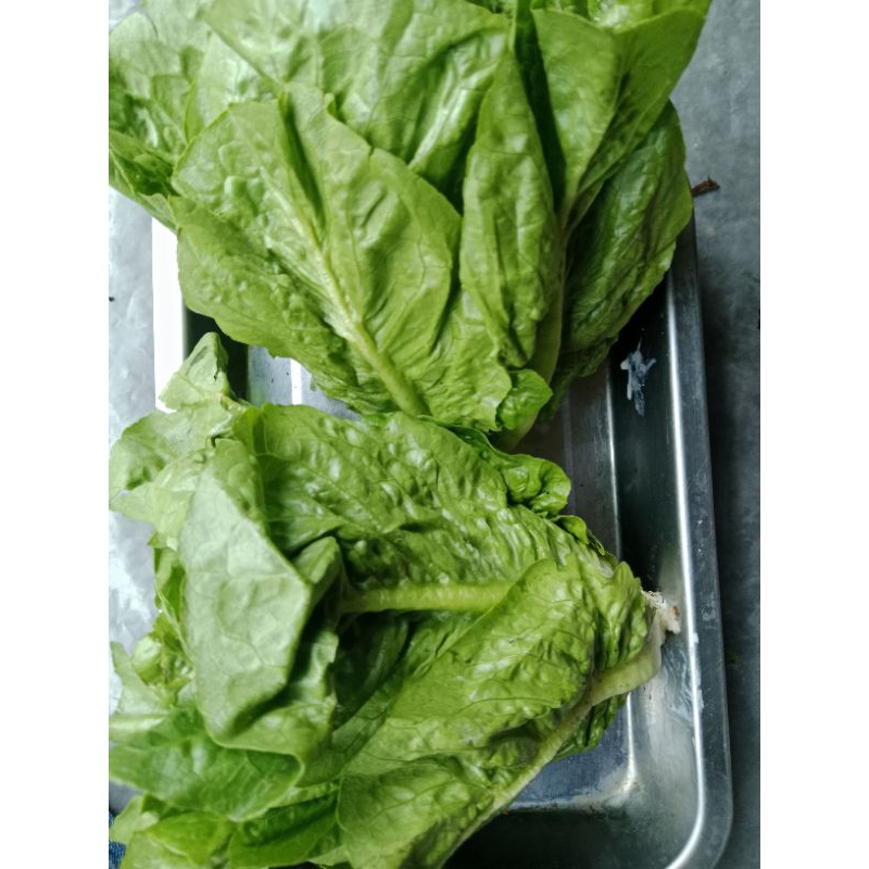 

sayur romen segar 250gr mang sayur