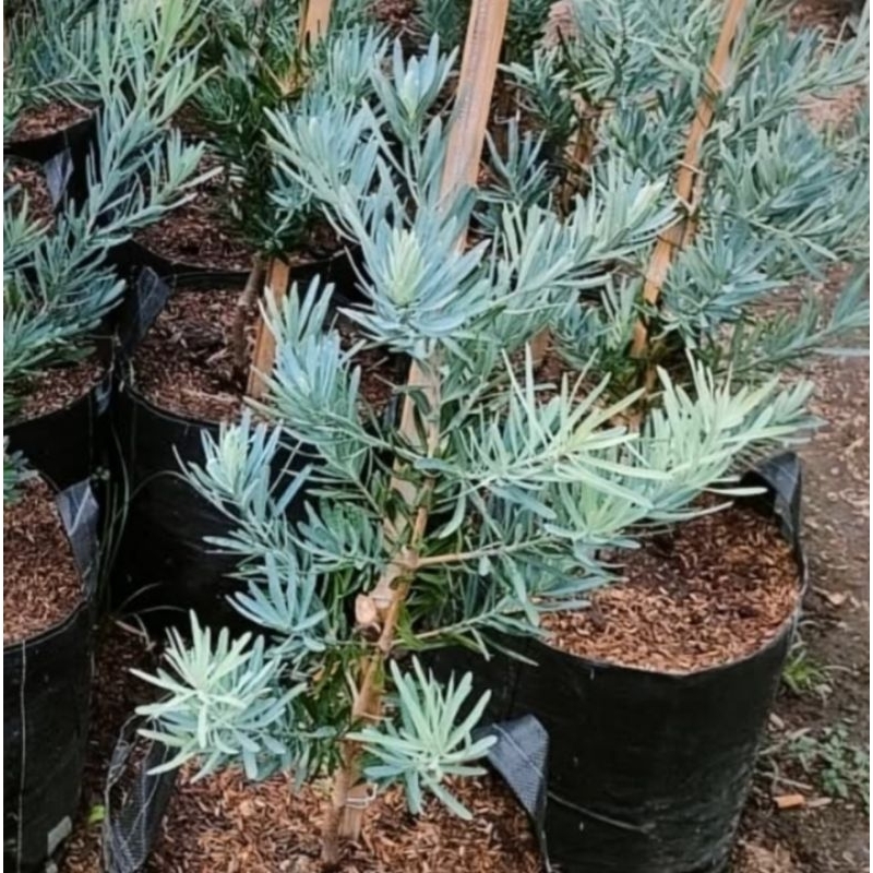 Tanaman Hias lohansung daun silver - Bibit tanaman hias lohansung