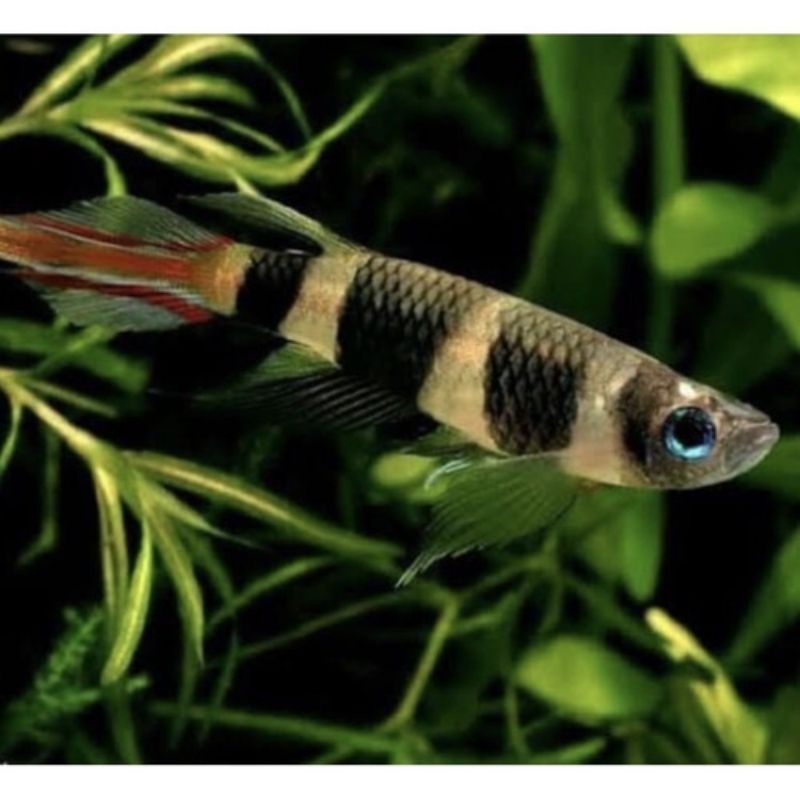 hiasan aquarium ikan anulatus roket