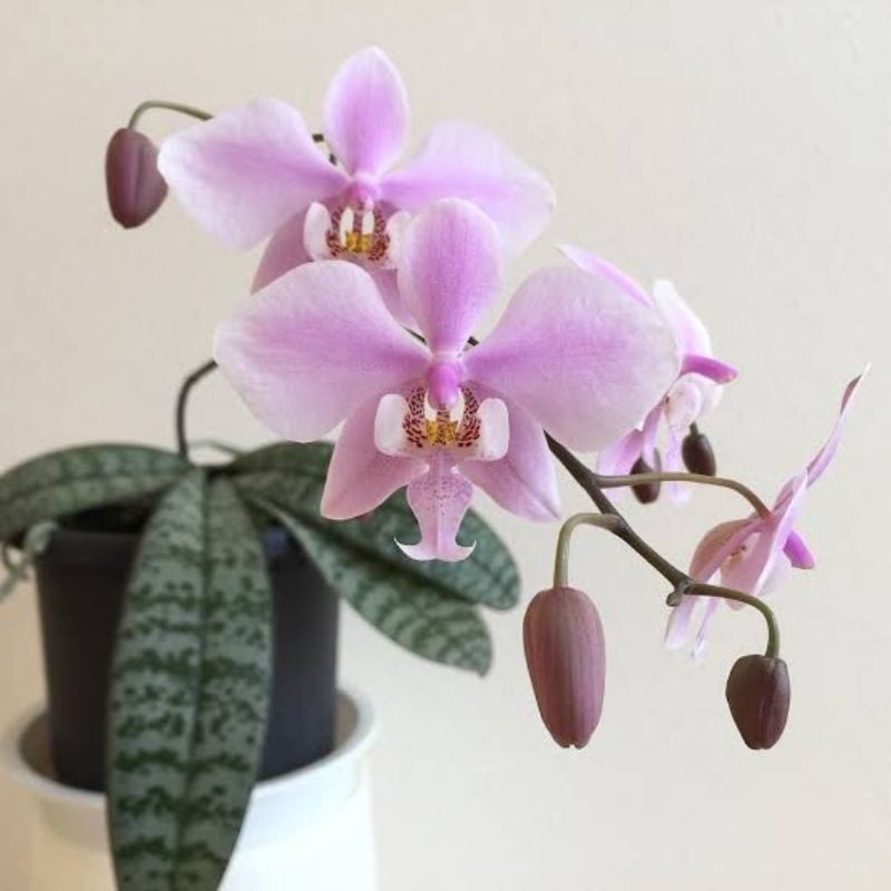 Anggrek Bulan Phalaenopsis Stuartiana Remaja