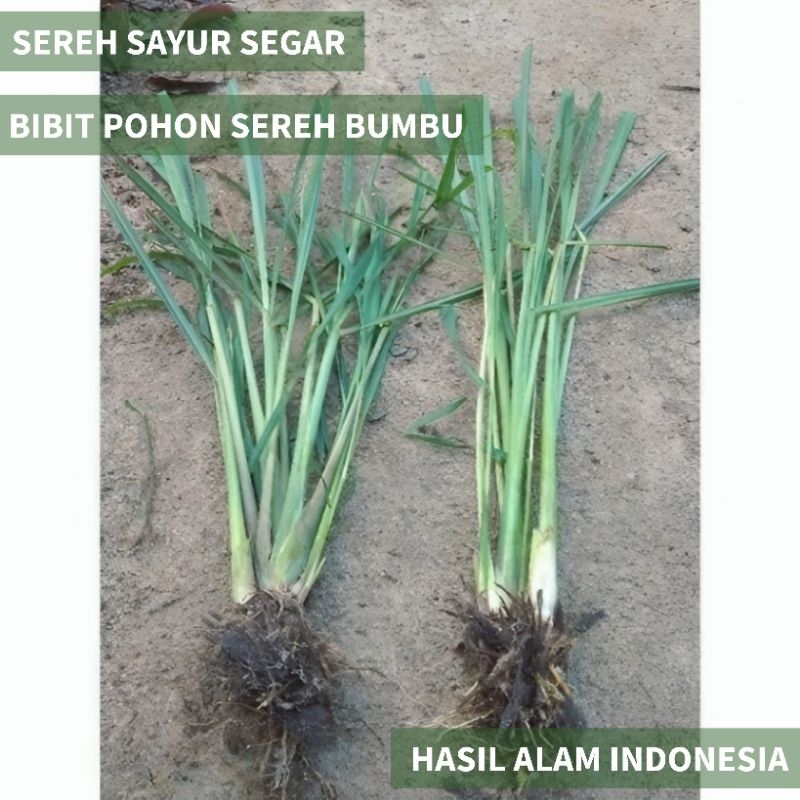 

bibit tanaman sereh bumbu herbal per batang