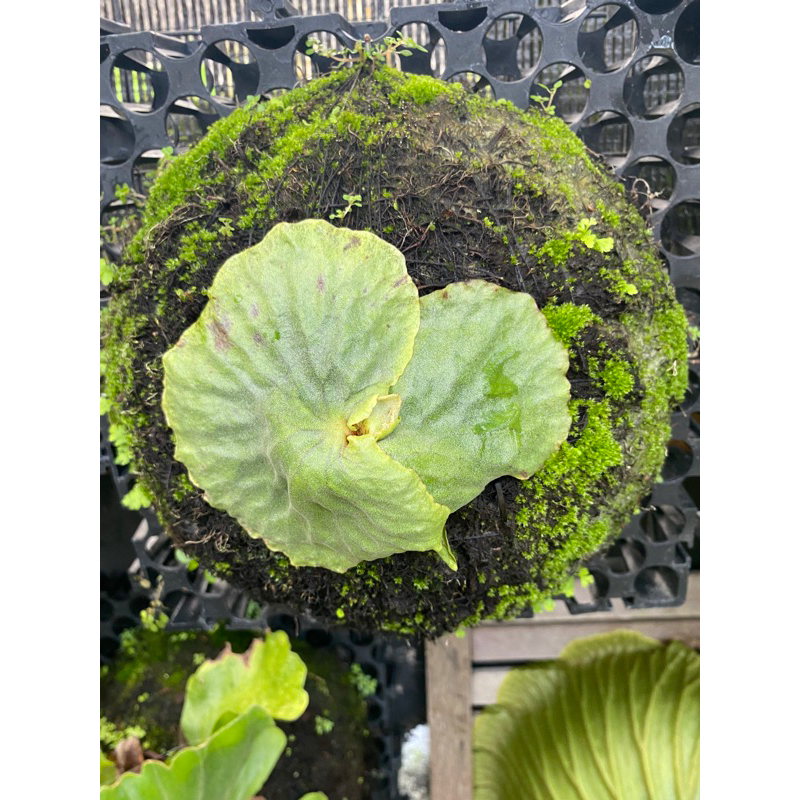 PLATYCERIUM DAWBOY REMAJA (P. Madagascariense X P. Alcicorne Madagascar)