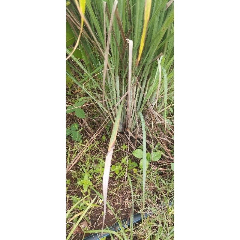 

Bibit Serai Jumbo Segar