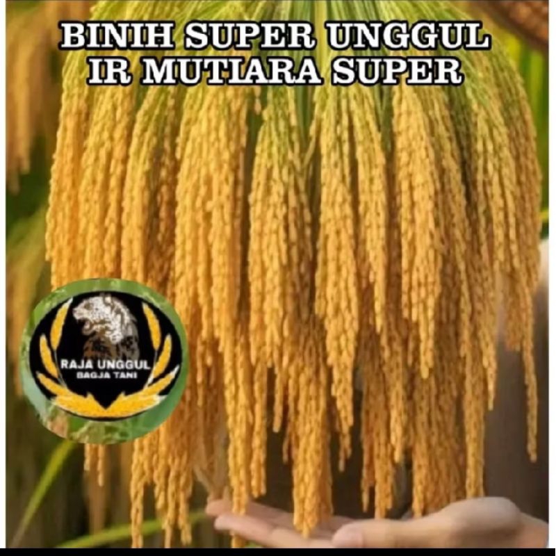 benih padi IR MUTIARA berkualitas super unggul