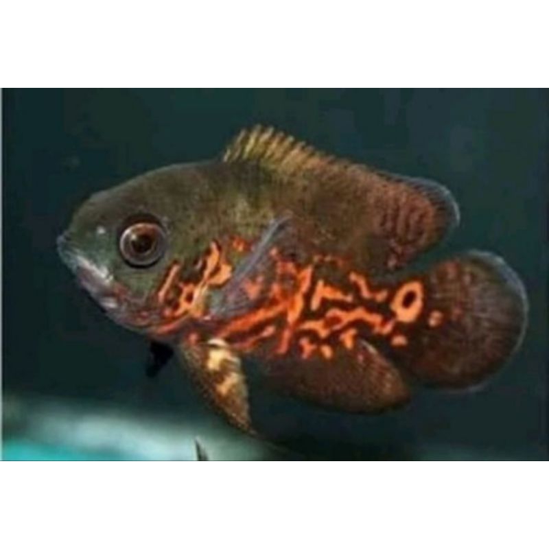 Hiyasan oscar tiger batik hitam