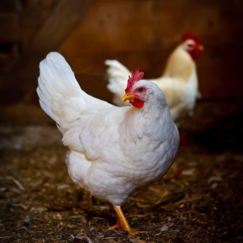 

AYAM POTONG - Ayam potong segar, Burung puyuh