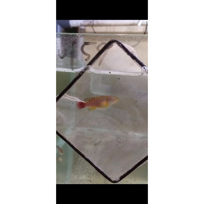 mainan killifish guentheri red betina