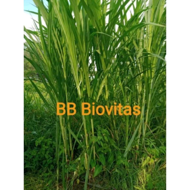 Bibit rumput biovitas bb biogen (paket 12 kg ) #biovitas#bibit