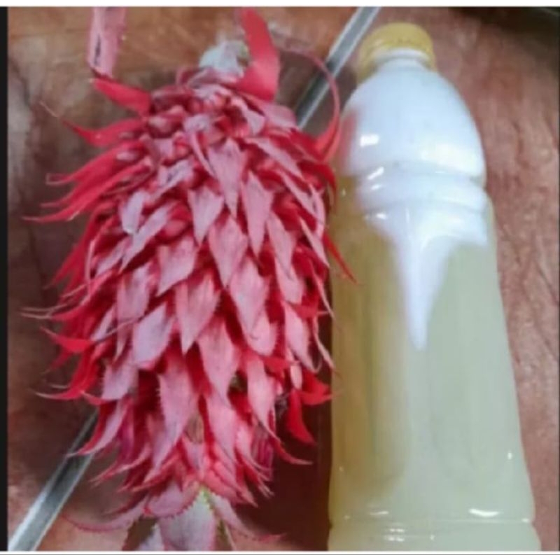 

Jus nanas merah jus nanas muda 600ml pelancar haid