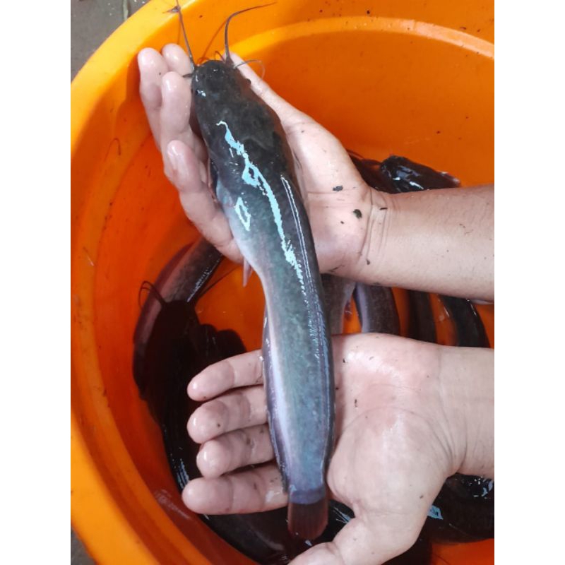 

ikan lele konsumsi hidup segar 500gr - 1kg