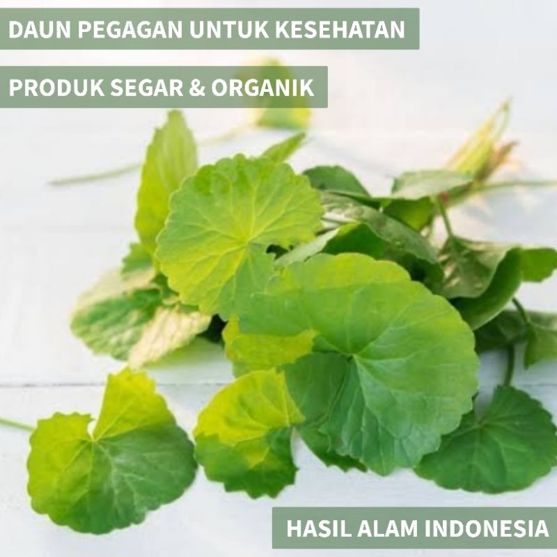 

Daun pegagan segar - Daun antanan herbal organik 1kg