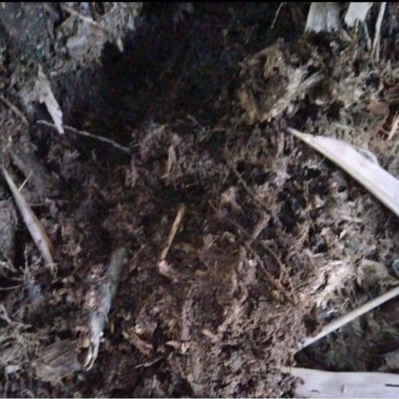 MEDIA TANAM TANAH HUMUS BEKAS POHON BAMBU MURNI KEMASAN 5KG