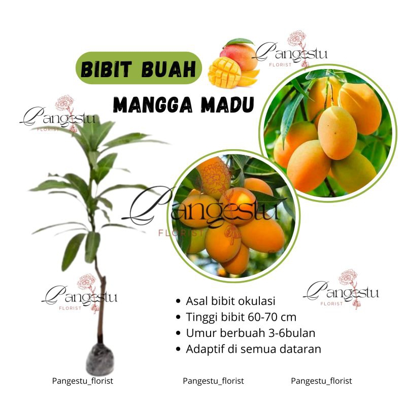 

Bibit Tanaman Buah Mangga Madu