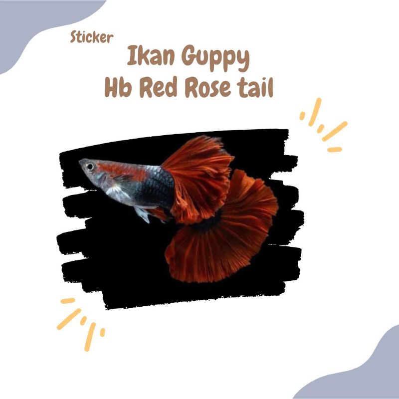 STICKER IKAN GUPPY HB RED ROSE TAIL