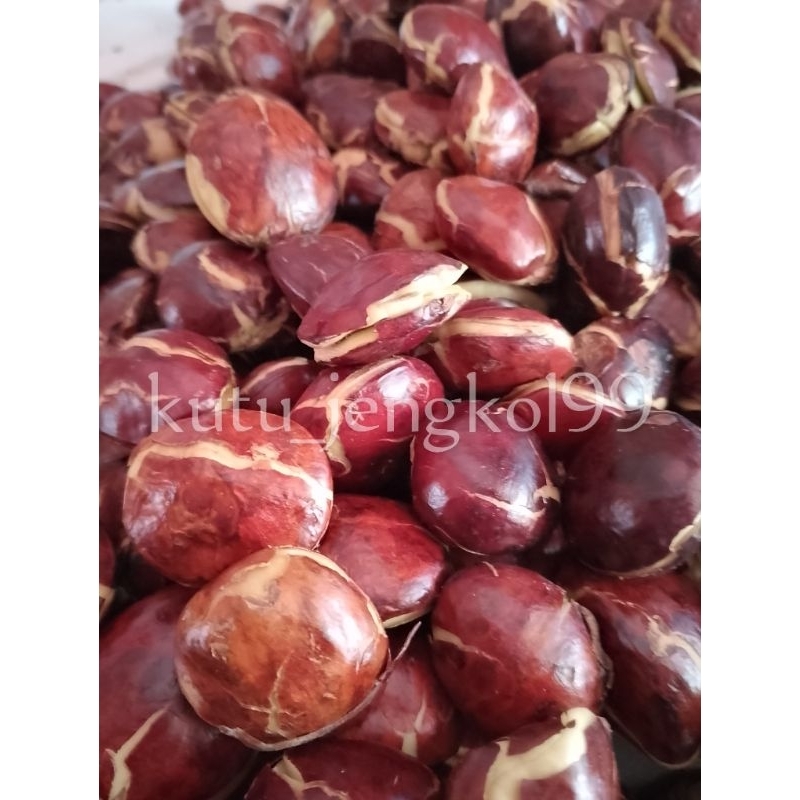 

jengkol tua 250gram kutu_jengkol99 (since2019)