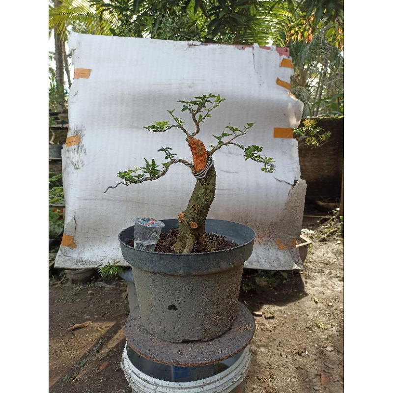 Bonsai jeruk kingkit/Bahan bonsai jeruk kingkit