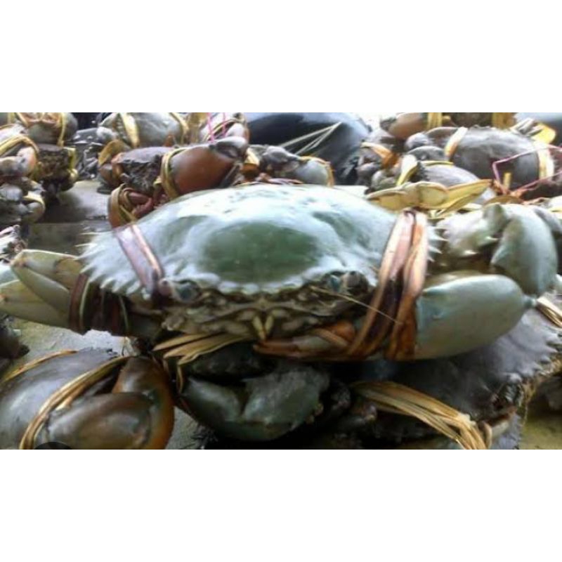 

kepiting segar besar per kg isi 4 ekor (wajib chat sebelum beli)