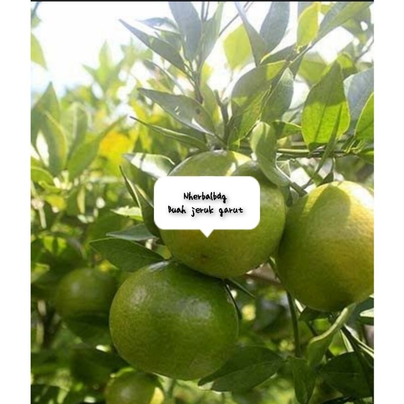 

Buah jeruk garut segar 500 gram