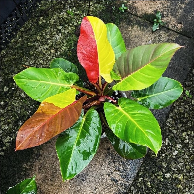 Tanaman Hias Philodendron Red Moon - Tanaman Hidup Philodendron red moon cantik