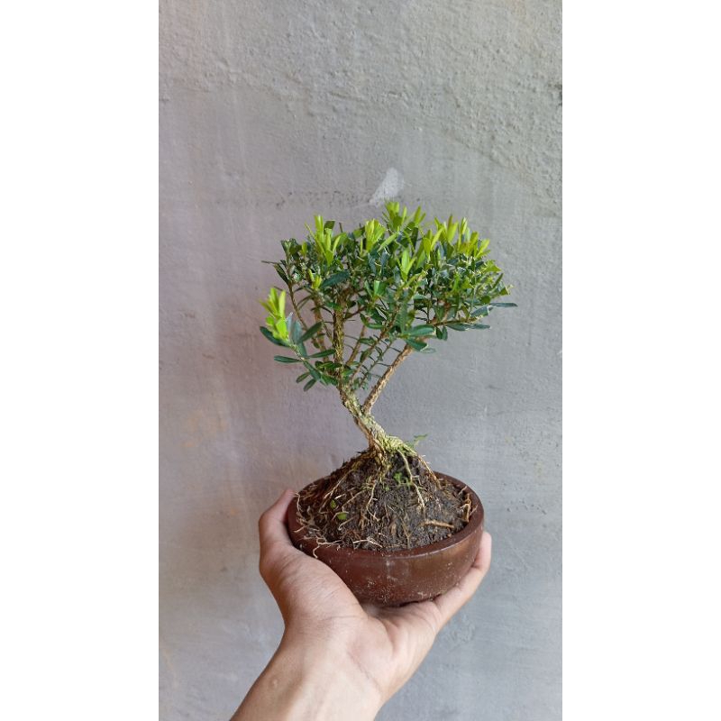 Tanaman Hias Bonsai boxus/ bonsai boxus/ free pot