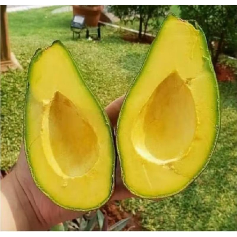 

Alpukat mentega tua kuning mentah sufer fresh 1kg buah