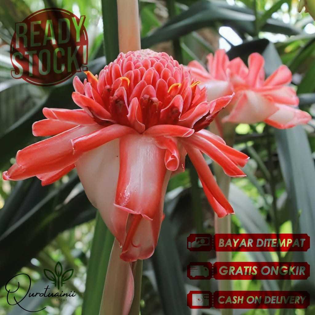 

1 kg Bunga kecombrang (Etlingera elatior) bunga honje atau rombeh fresh