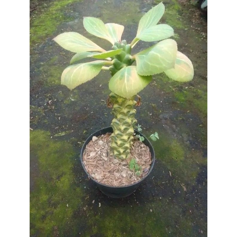 monadenium