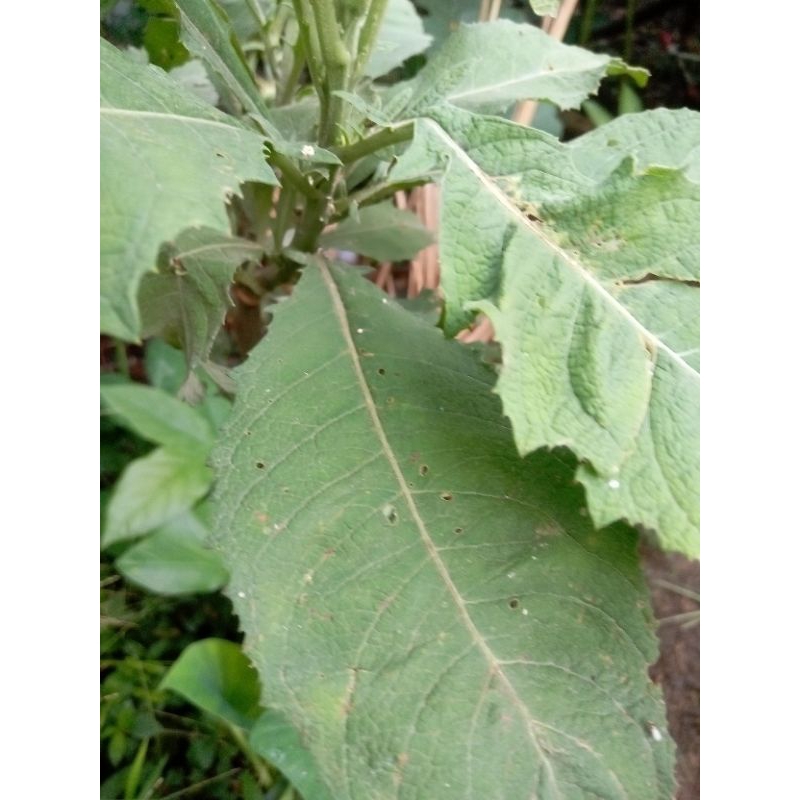 

daun sembung segar 300 grm