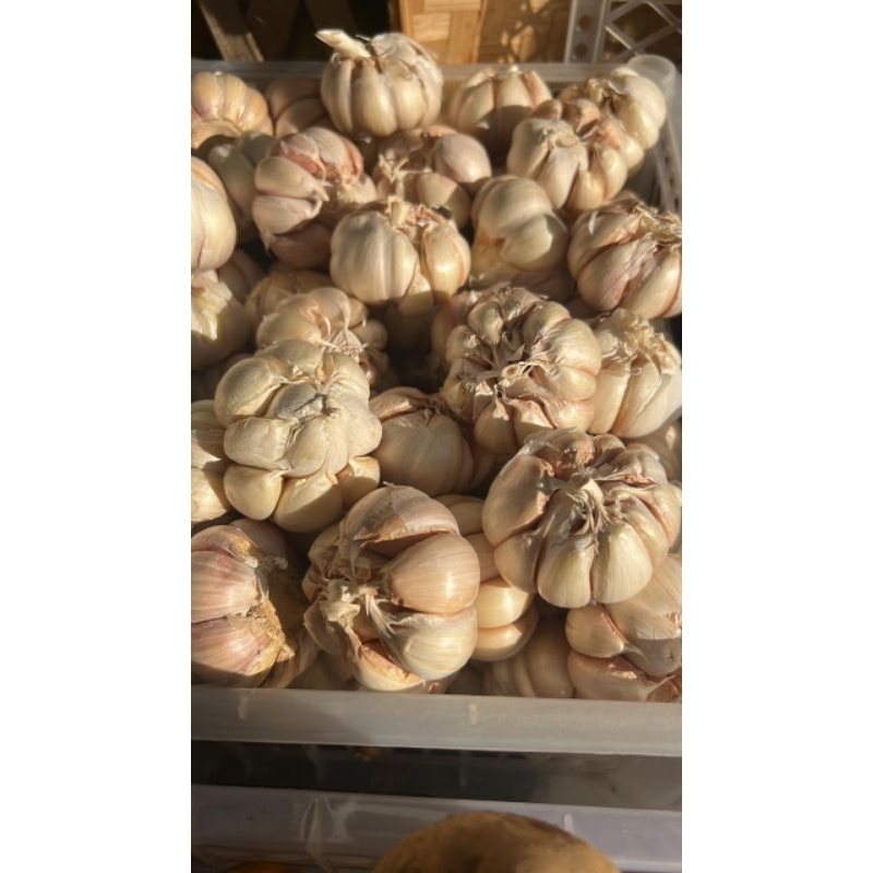 

Bawang Putih (garlic)