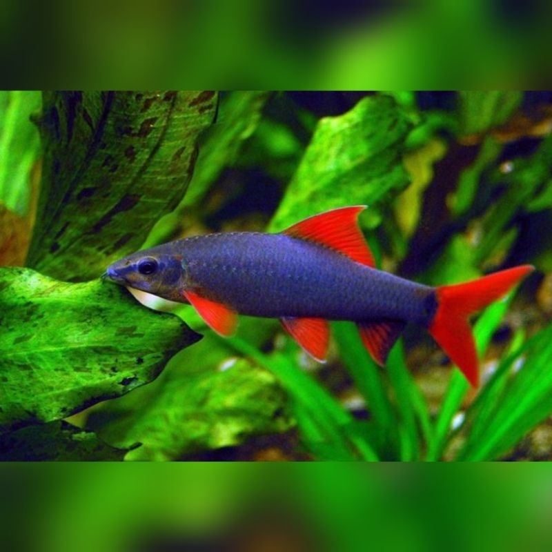 Ikan Hias Redfin Shark Redfin Black Redfin Albino Hiasan Aquarium Kolam Tank Aquascape